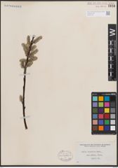 Foto von Salix discolor Muhl.